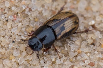 Gefleckter Dungkäfer