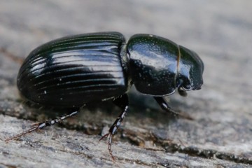 Aphodius granarius