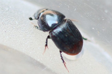 Aphodius haemorrhoidalis