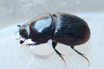 Aphodius haemorrhoidalis