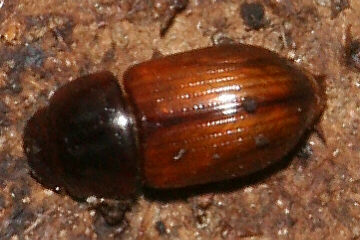 Aphodius rufus