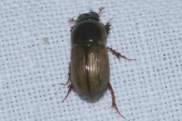 Aphodius sordidus