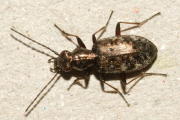 Asaphidion caraboides