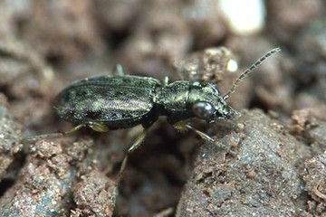 Asaphidion flavipes