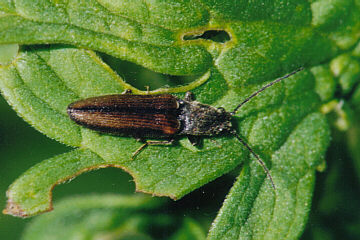 Athous vittatus