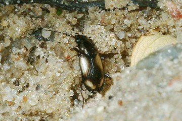 Bembidion femoratum