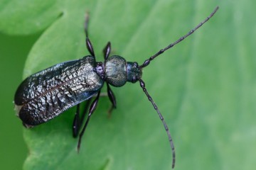 Blaufarbener Scheibenbock