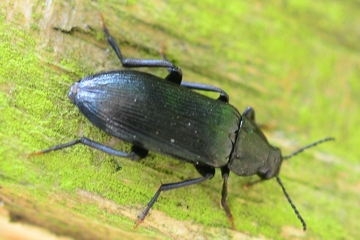 Schwarzblauer Düsterkäfer