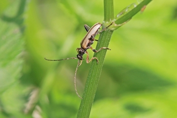 Bleichgelber Schnürhalsbock