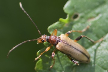 Bleichgelber Schnürhalsbock