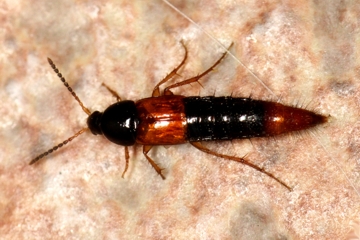 Bolitobius castaneus