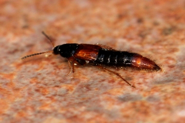 Bolitobius castaneus