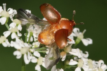 Brauner Glanzkäfer