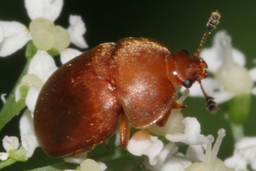 Brauner Glanzkäfer