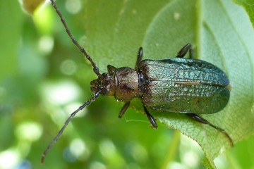 Callidium coriaceum