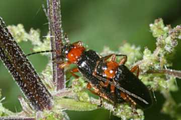 Cantharis fulvicollis