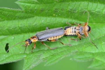 Graugelber Weichkäfer