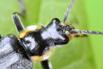 Cantharis paradoxa