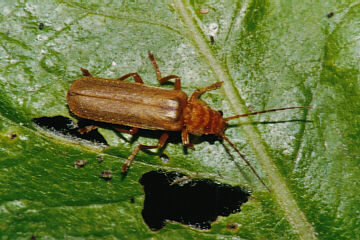 Roter Fliegenkäfer