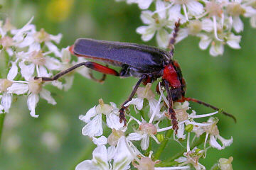 Cantharis rustica