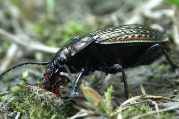 Robuster Laufkäfer