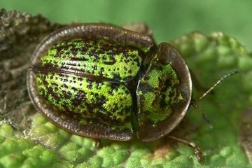 Cassida canaliculata