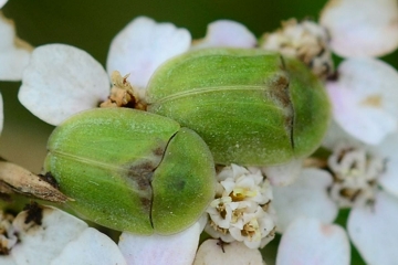 Cassida denticollis