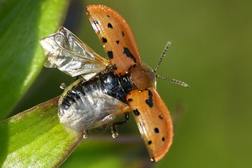 Cassida murraea