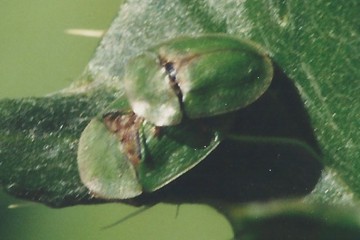 Cassida rubiginosa