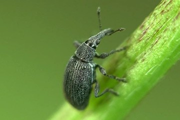 Catapion seniculus