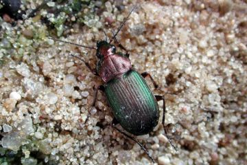 Chlaenius nigricornis