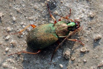 Chlaenius nitidulus