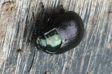 Chrysolina oricalcia