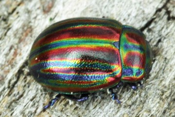 Chrysolina cerealis