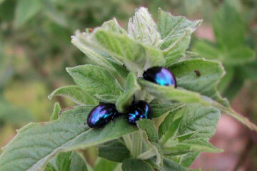 Chrysolina coerulans