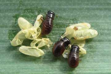 Chrysolina coerulans