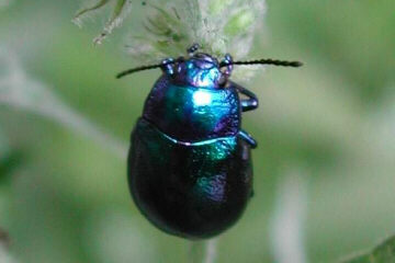 Chrysolina coerulans