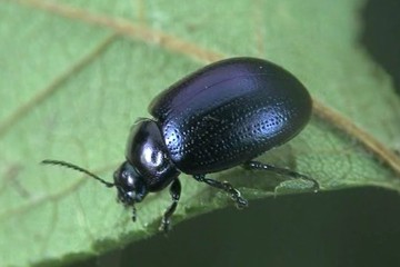 Chrysolina geminata