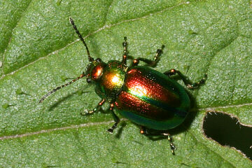 Chrysolina graminis