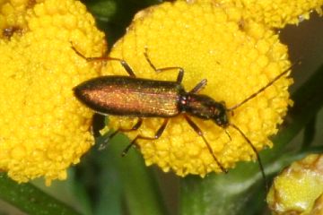 Chrysanthia nigricornis