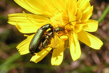 Chrysanthia nigricornis