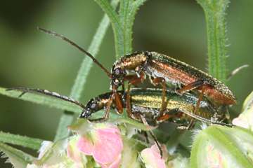 Chrysanthia nigricornis