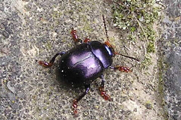 Chrysolina sturmi