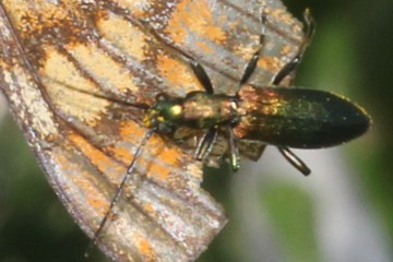 Chrysanthia viridissima