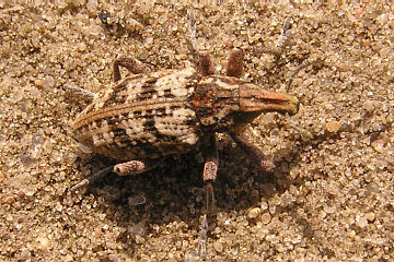 Sand-Steppenrüssler