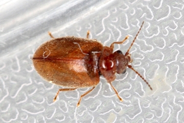 Contacyphon variabilis