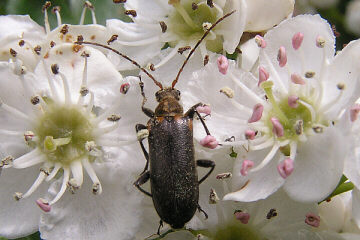 Cortodera humeralis