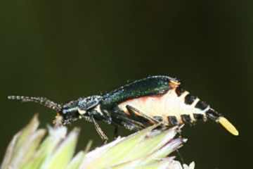 Cordylepherus viridis