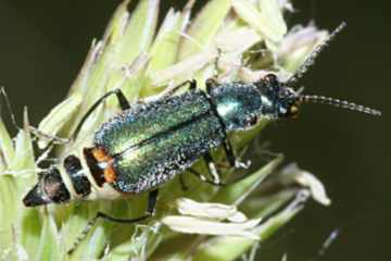 Cordylepherus viridis