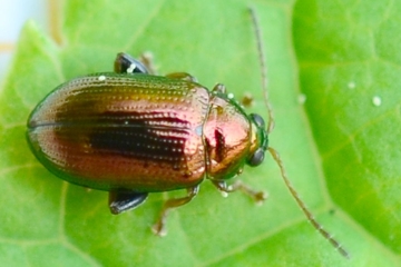 Crepidodera lamina